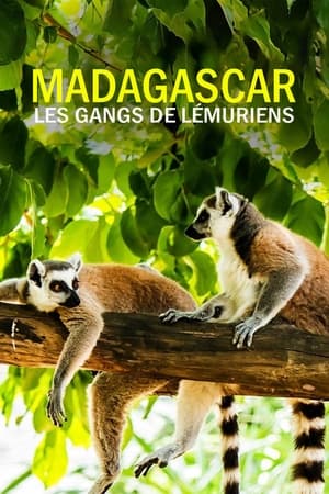 Regarder Madagascar : les gangs de lémuriens en Streaming